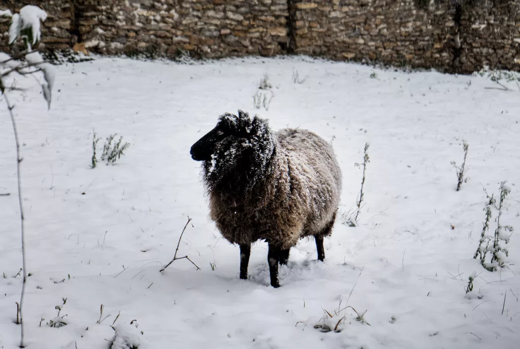 Le mouton BD