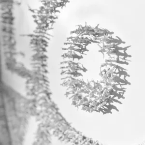 White Love (Focus 01)