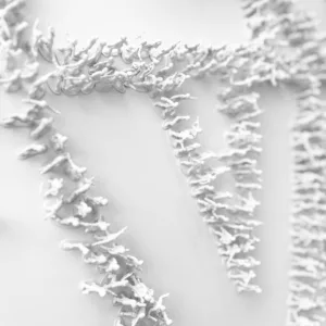 White Love (Focus 02)